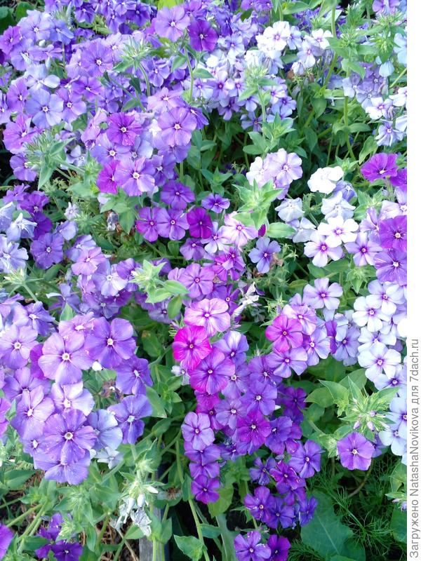 цвели до первого снега