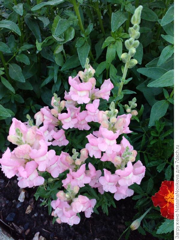 цветение в конце июня