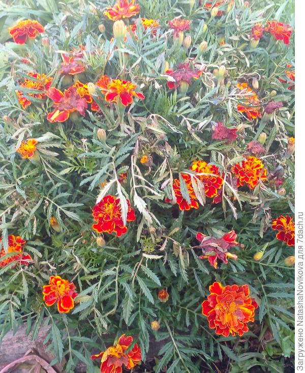 бархотки в тумане