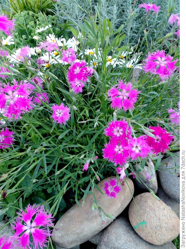 единичное цветение с конца июня