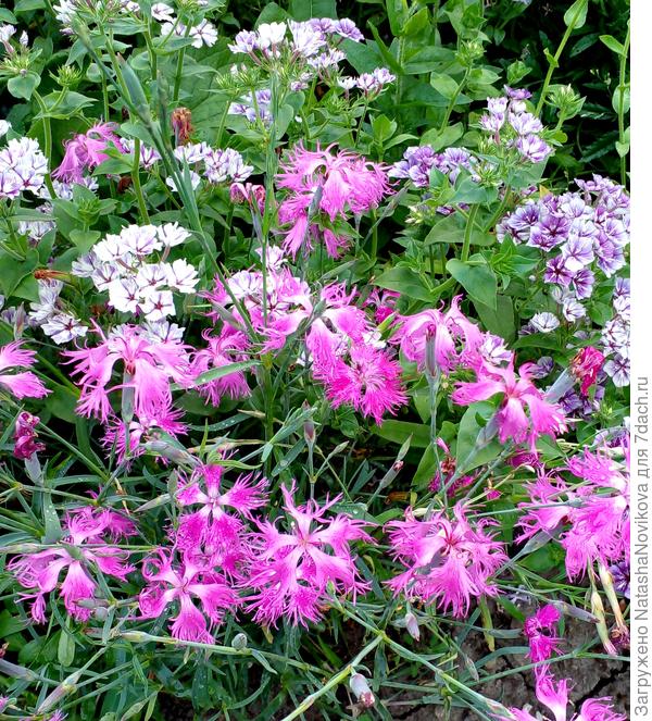 цвела до снега