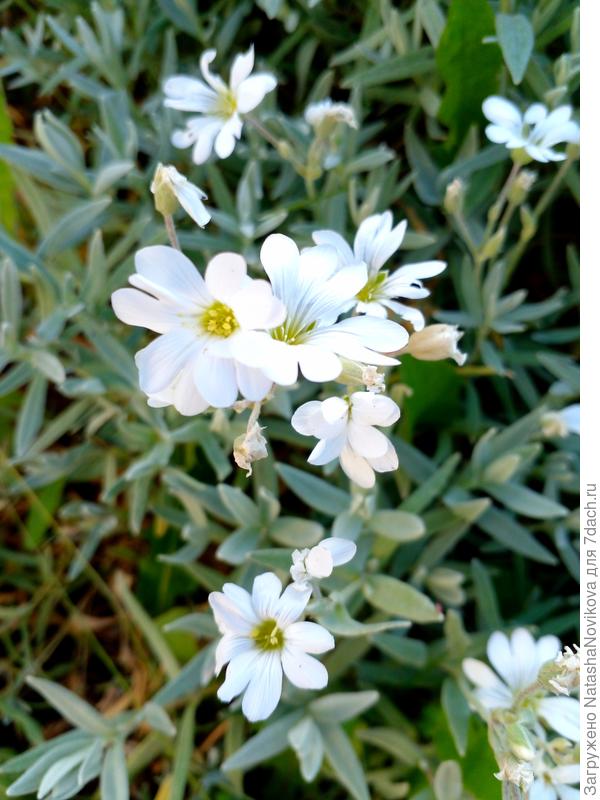 ясколка - цветение с середины июня