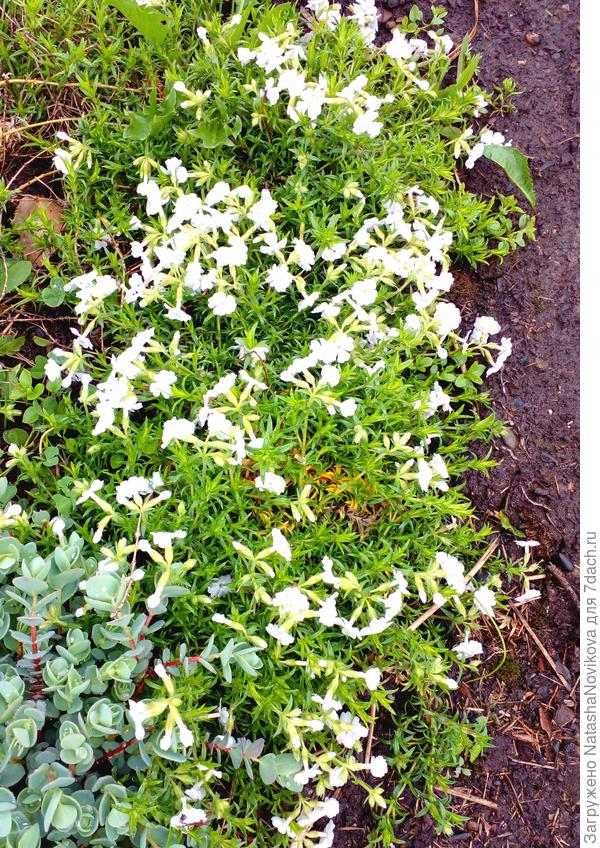 белый после отщипки