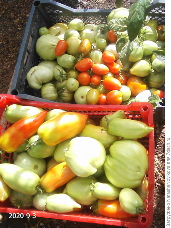 в начале сентября снимала зеленые &quot;корнабель&quot; дозаривались отлично