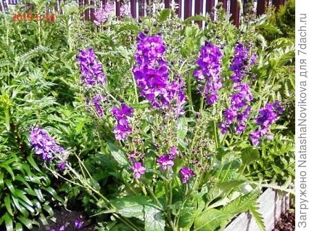 а синий в одну из зим вымерз