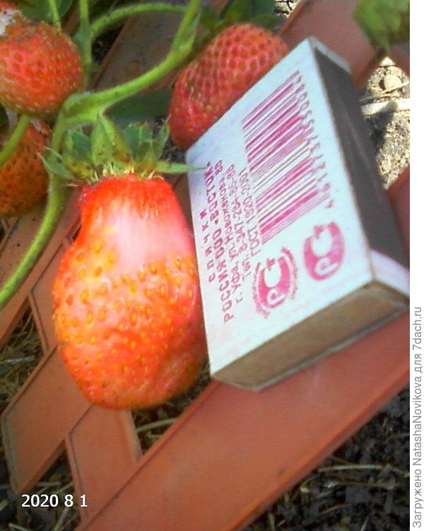 брала семена от этой