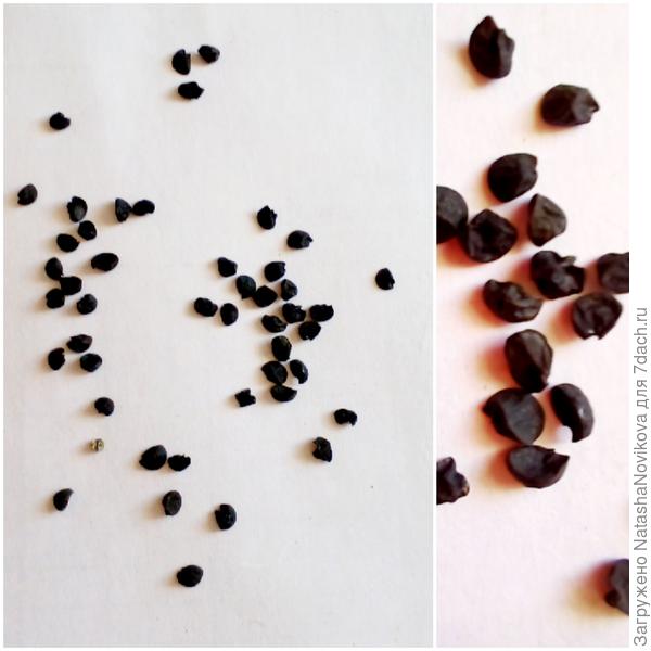 количество семян в пачке не поддаётся моему разуму