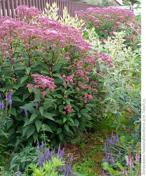 на переднем плане делёнка от куста на заднем плане, за два сезона вымахал:)