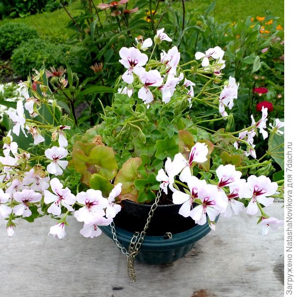 на улице на солнце пл/пеларгония у меня начинает желтеть