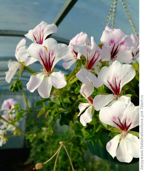 в теплице ей нравится только весной