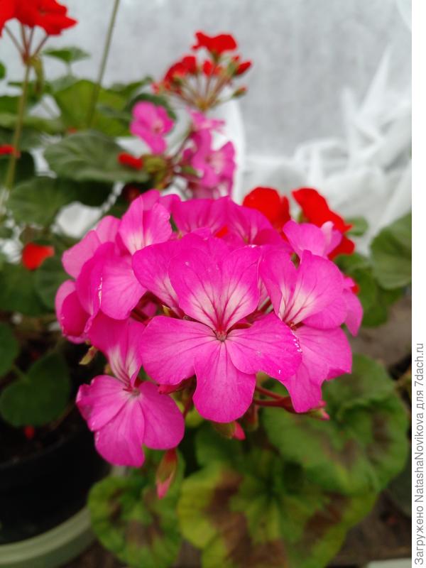 зональная до высадки в ОГ с апреля живёт в теплице