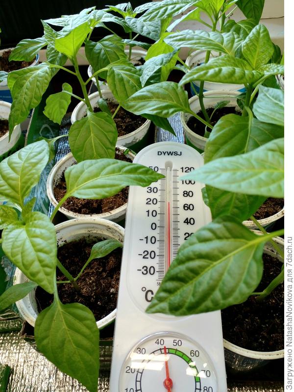 9 апреля 2021 года - перцы спешат