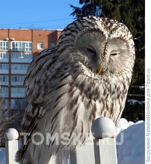 томичи в городе всё чаще встречают совушек, голодно им в лесу