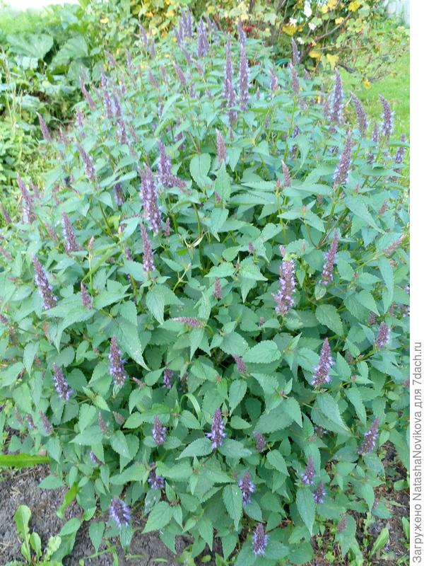 к осени вырос пирамидкой, правда я его в рассаде постоянно прищипывала