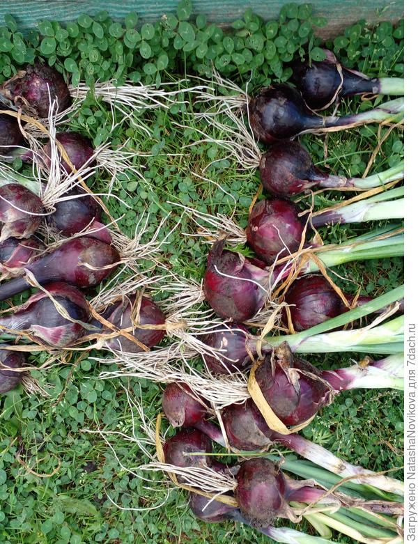 из купленного севка, не урожай, а слёзы