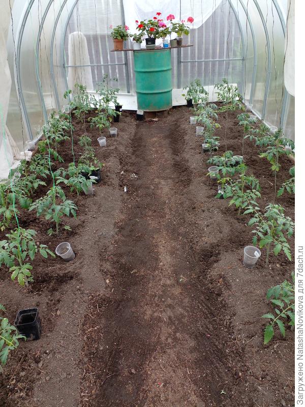 томаты высаживала совершенно не вытянутыми, ровненькими :)