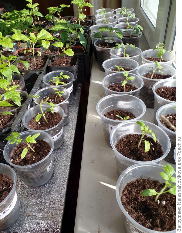 7 апреля 2022 года на заднем плане виднеются баклажанчики