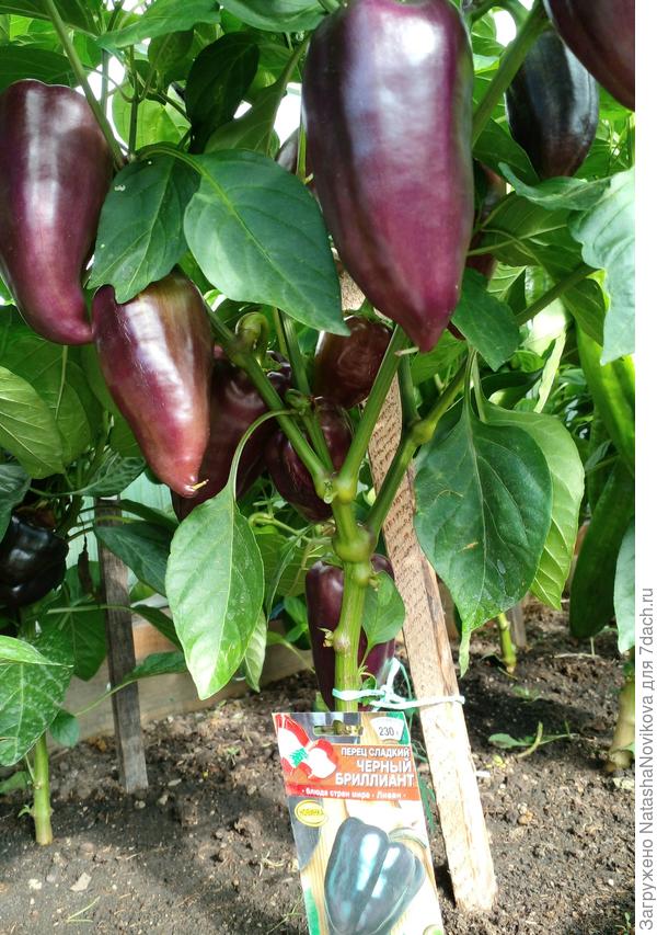 в салаты снимала с первых чисел июля