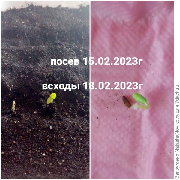 в один день и час посеяла семена в грунт и одно положила на бумажную салфетку, разницы в проращивании не увидела