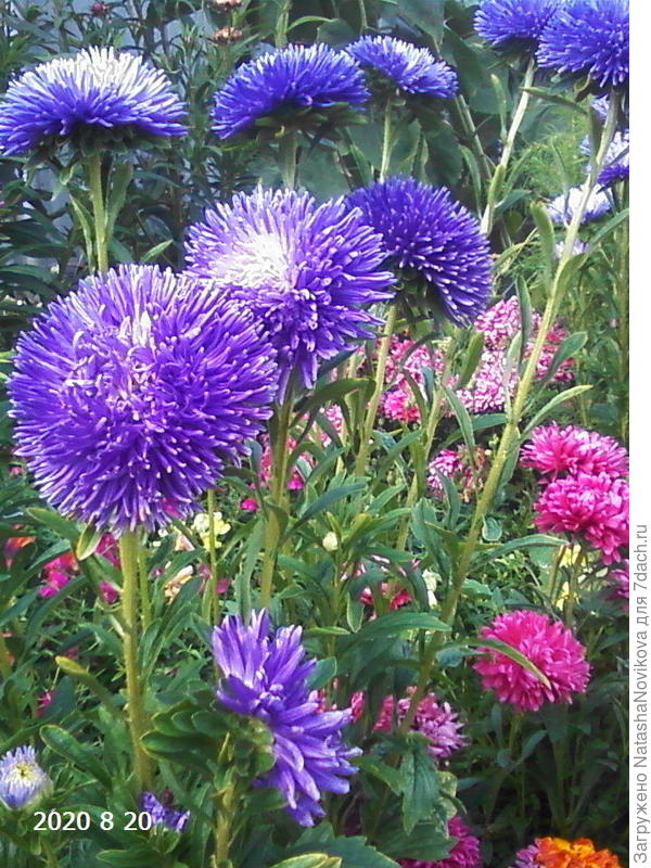 астра &amp;quot;гала&amp;quot;