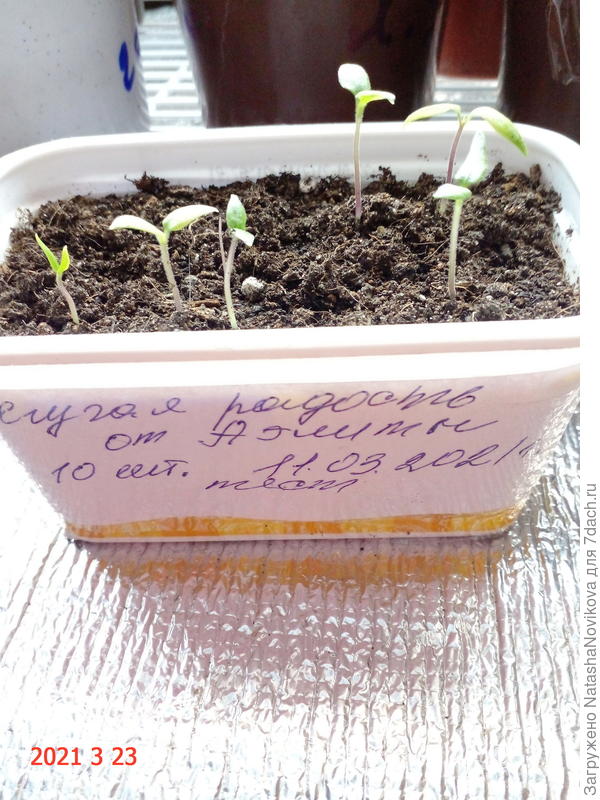 через 12 дней вот такие всходы.