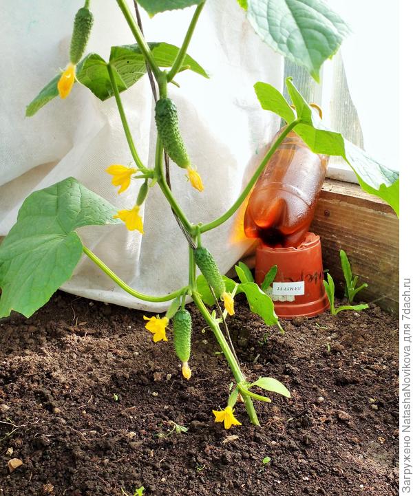 31.05. от солнца укрывной