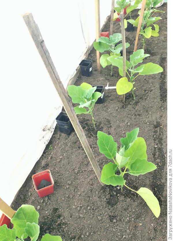 после высадки спасаю от солнца