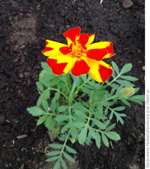 3 июня высаживала таких вот крох, на рассаду их сеяла в последних числах марта