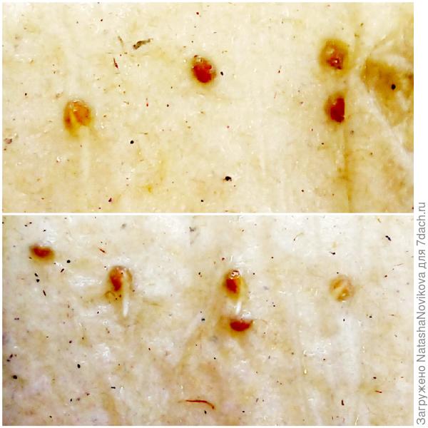 мои анютки клюнулись:) сеяла 22 февраля, процесс пошел :)