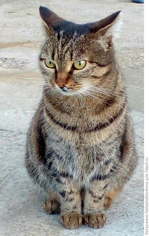 куклюся:) ни одного раза не пожалела о том, что подобрала её и поселила у себя