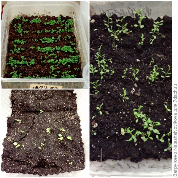 гейхера, травянка и мелколепестник "фортуна