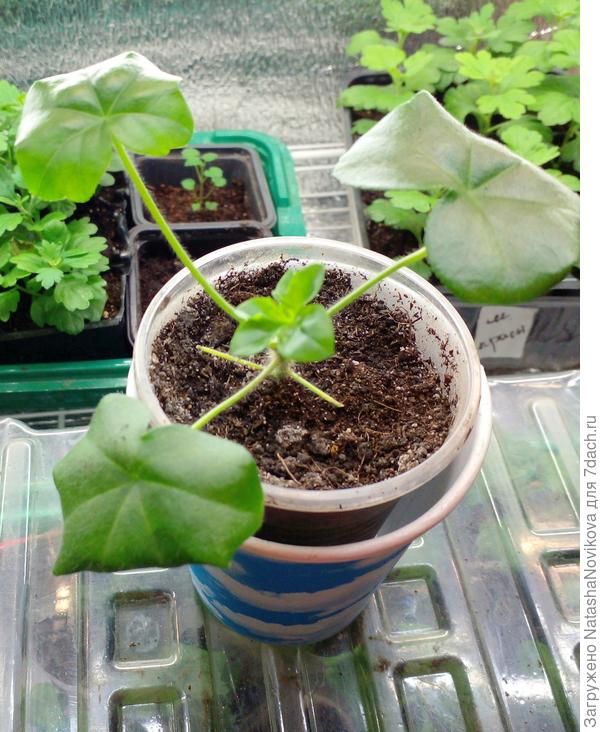 прошлогоднее фото нашла, стаканчик пустой снизу