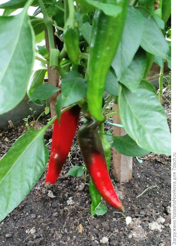 это уже в 2022 из собранных семян