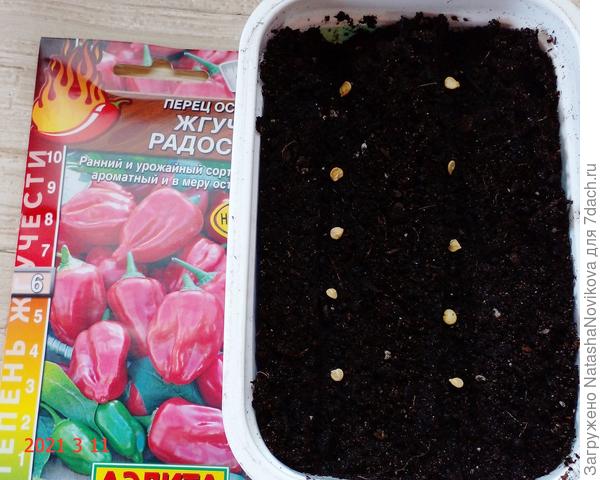 11 марта сеяла сухими семенами