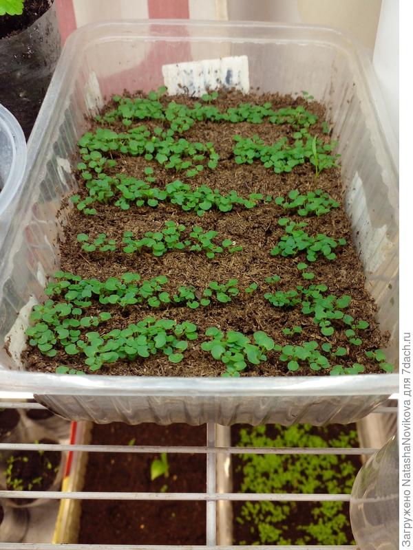 в чистом почвогрунте