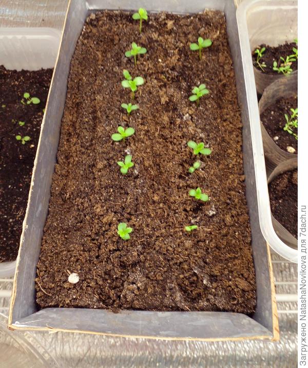 "бамбина" в этом же брикете выскочила на третьи сутки.