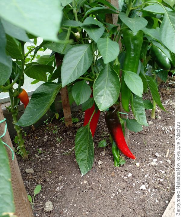 из собранных семян в 2022 году наросла &quot;ласанта&quot; 7 июля уже снимала красные