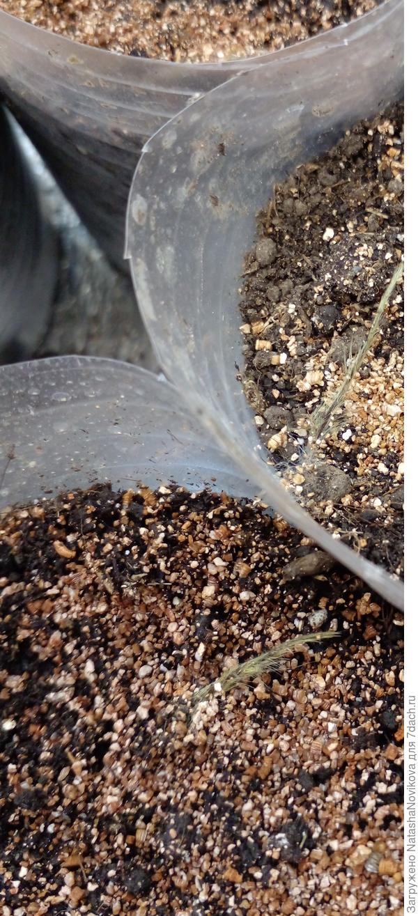 вот несколько таких хвостики сами приподняли:) но почему то появился зеленоватый оттенок.