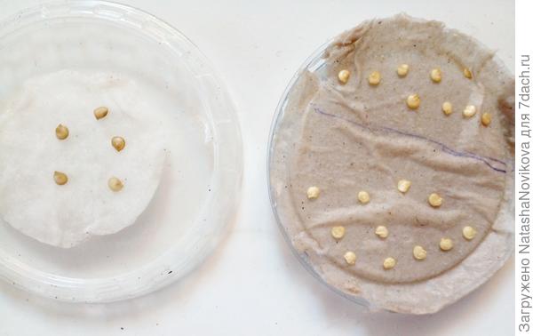 за чёрточкой ближе и на ватных дисках гибриды одного перца