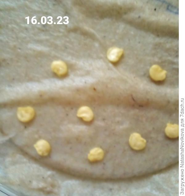 на туалетной бумаге через сутки уже наметились клювики