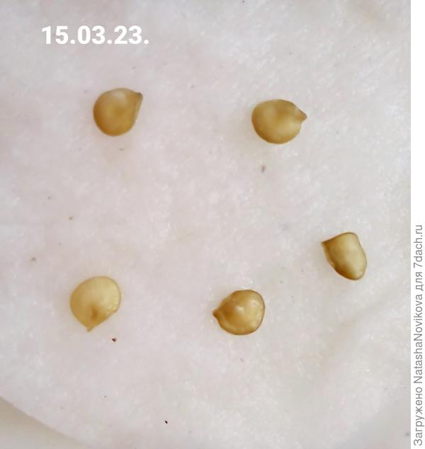 на ватных дисках пока спят