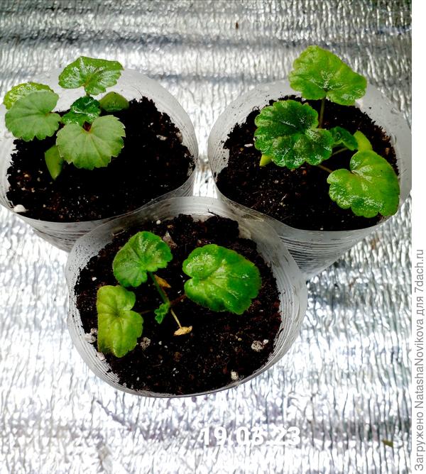 из шести семян взошло 3, но всё равно люблю