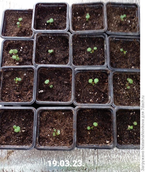 16 сеянцев, где то ещё один затерялся, найдётся потом:))