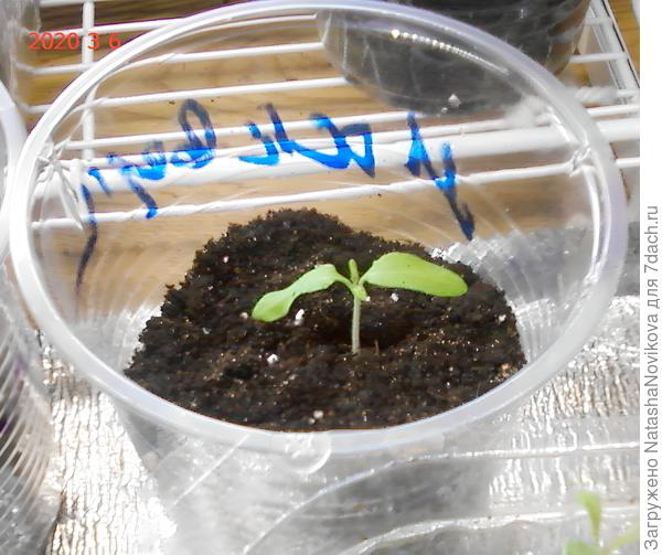 зачатки первых настоящих листочков.