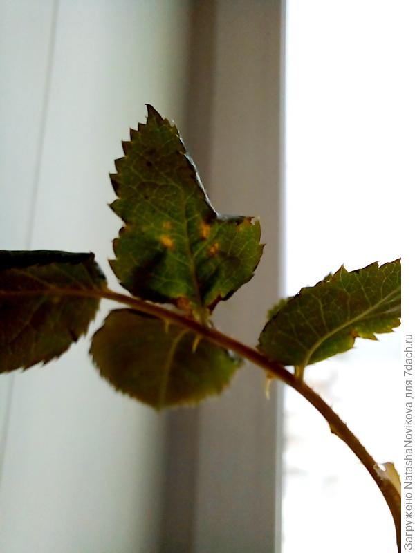 на одной веточке такие пятна