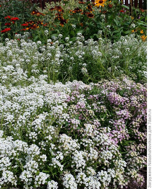 однолетний