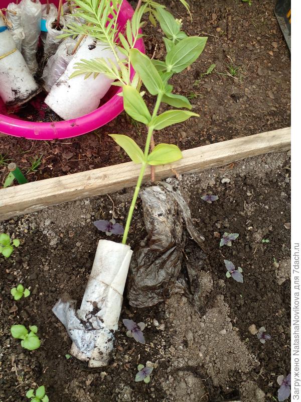 посеянные рано, высаживала уже на цвету, но цвели и радовали