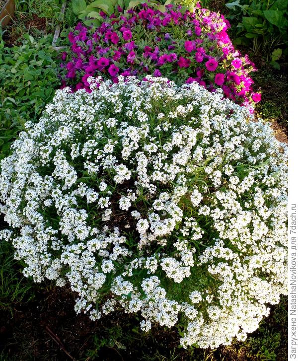 прищипнутый то же 100500 раз