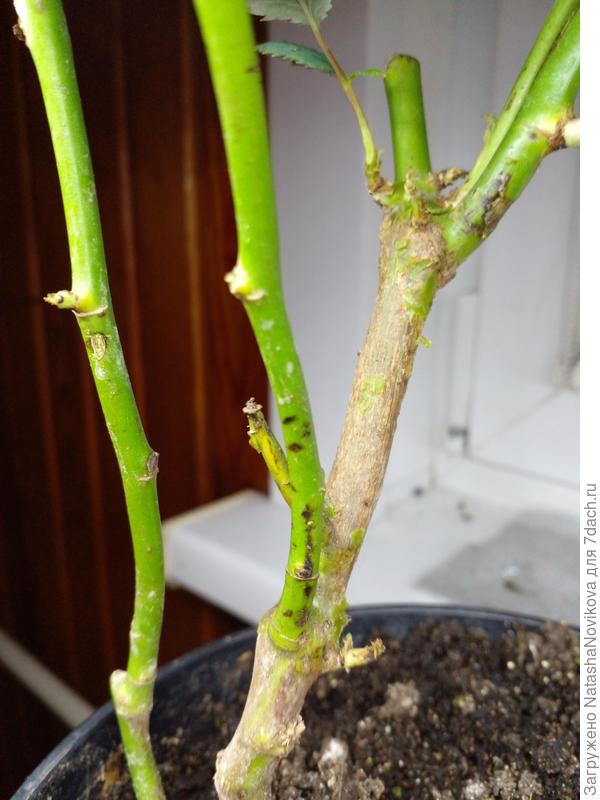 на стволиках появились чёрные пятна :((