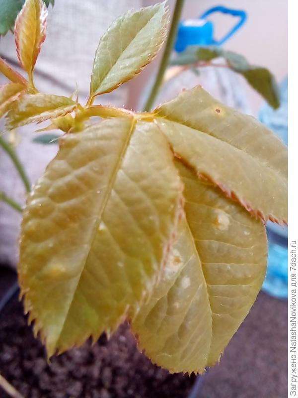 на новых листиках такие пятнышки:((